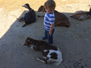 Pygmy Goats