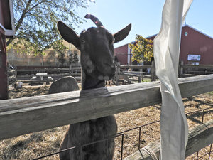 Unigoat